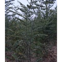 供应白蜡、速生白蜡、国槐、速生国槐、北栾、竹柳、金丝柳