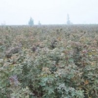 供应172速生柳、107速生柳、108速生柳、毛桃苗、五角枫