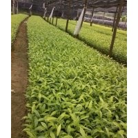 供应海南沉香苗，各规格沉香树苗