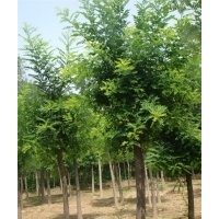 低价供应国槐，刺槐，速生杨，毛白杨