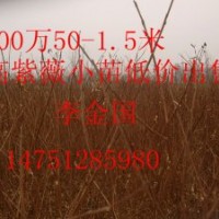 1.5高紫薇苗紫薇苗批发价格紫薇苗经销商紫薇苗基地