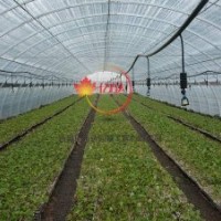 美国红枫 秋红枫扦插苗