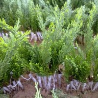 常年供应龙柏苗