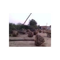 北方国槐种植基地新生苗木