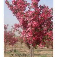 亚当海棠.绚丽海棠.彩叶海棠.西府海棠