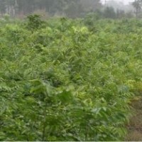 乌桕 三角枫 木瓜 栾树 朴树 大叶女贞 桂花 红叶石楠