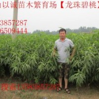 龙珠碧桃，龙珠碧桃