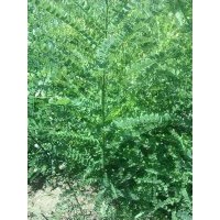 国槐小苗-大量出售，在家种植。苗高1.8米 底径1.2-1.5cm