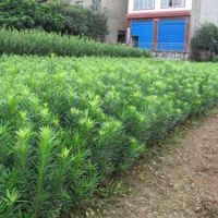 供应广西桂林白沙镇罗汉松种植1年高度在50-60公分