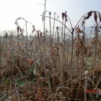 出售 小苗白花花秋苗, 山桃稠李苗,水曲柳苗