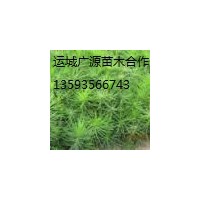 油松小苗出售、2年生油松小苗供应