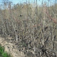 大量供油松.核桃苗.国槐苗