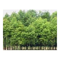 长期供应果树苗.绿化生态苗苹果树、山楂树! 果树苗:苹果苗、枣树