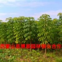 广西蒙山县博展园林1-3米木棉树