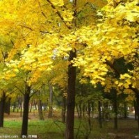 大量供应银杏等苗木基地