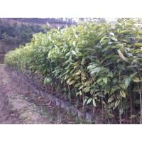 征地苗，广东茂名沉香基地供应