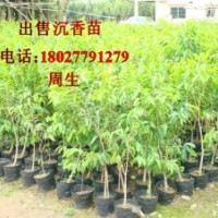 供应沉香苗，广西沉香树苗