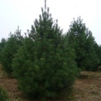 1-5米白皮松 油松 侧柏