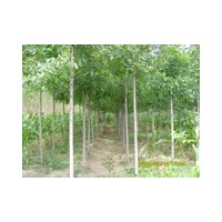 白蜡 皂角大量批发