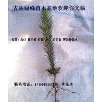 出售云杉