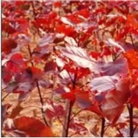 红叶杨插条及工程苗预定中