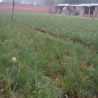 【山西春恒苗木】供应大量油松小苗