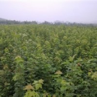 供应优质绿化苗三角枫 大叶女贞 红叶李 香樟 石楠