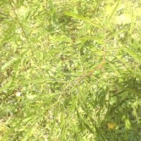 皂角小苗销售山东临沂皂角价格