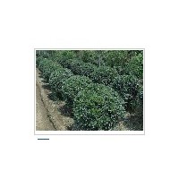 新品种大叶黄杨种植基地