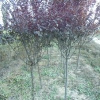 供应紫叶李 西府海棠 白皮松 国槐