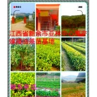 江西省新余市亚林中心高产嫁接油茶苗出售