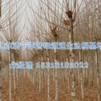 山东造型法桐|法桐浇不透水会出现什么后果/-济宁绿源苗圃