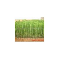 供应40公分油松苗