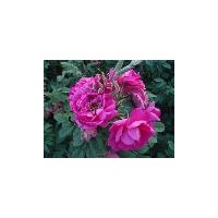 供应红刺玫 黄刺玫