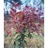 出售红叶石楠，中华蚊母