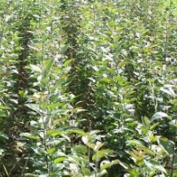 诚信合作社侧拍,海棠,国槐