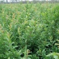 石榴苗、泰山红石榴苗