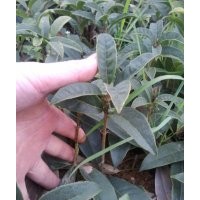 2012年状元红丹桂春季扦插苗售中