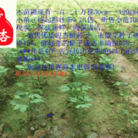 出售银杏树小苗