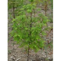 供应水杉苗