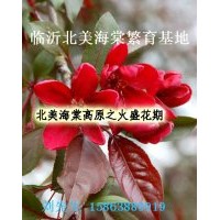 大叶北美海棠 绚丽海棠 冬红海棠 西府海棠 梨树苗 桃树苗