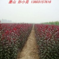 红叶李小苗 保定太阳李小苗