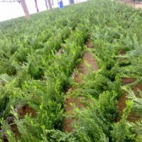 常年供应龙柏苗