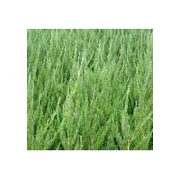 售龙柏三年苗 冠25-30，高50CM