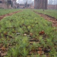 【山西春恒苗木】供应大量白皮松小苗