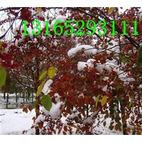 木瓜海棠.垂丝海棠.钻石海棠.西府海棠