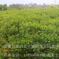 安徽肥西大量供应乌桕 红叶李 三角枫 红叶石楠 中华石楠 紫薇 香