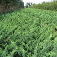 沙地柏、香花槐、红王子锦带规格齐全