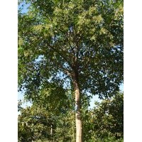 大量供应各种规格大叶女贞 嫁接银杏树，紫薇