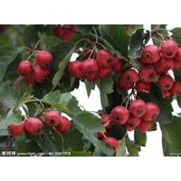 山楂苗
